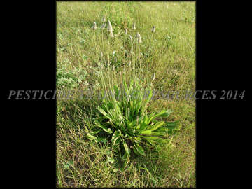 Flowering Plant