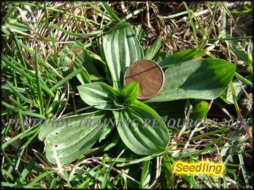 Seedling