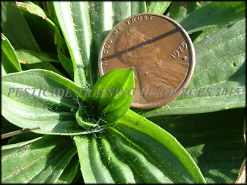 Seedling