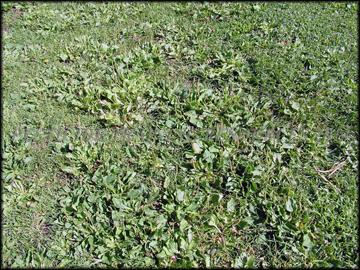 Infestation in Turf