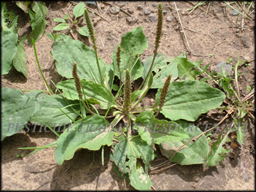 Inflorescense