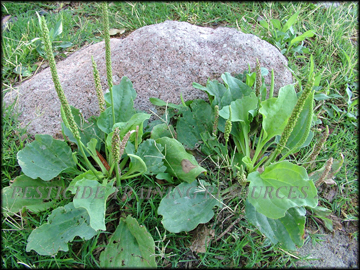 Plants