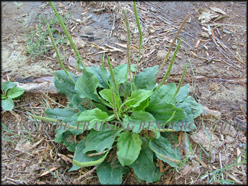 Plant