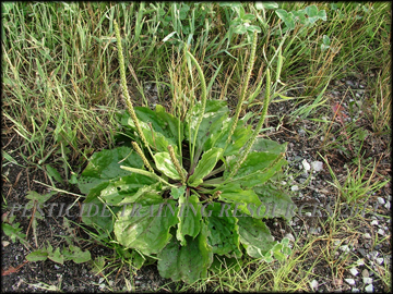 Plant