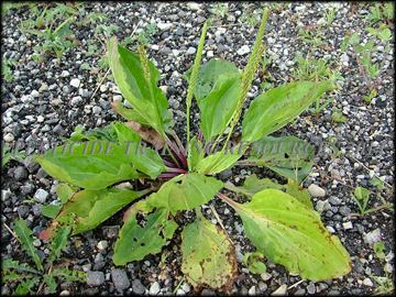 Plant