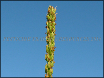 Inflorescense
