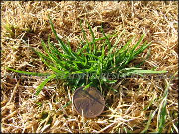 Plant in Dormant Bermudagrass