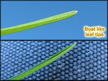 Leaf Keel