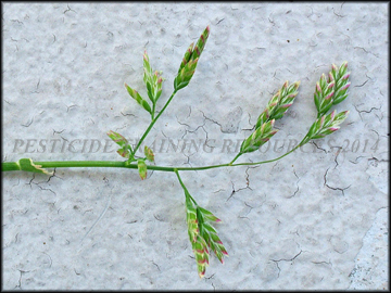Inflorescence