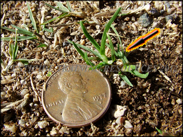 Young Plant