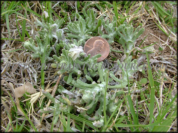 Plant in Bermuda