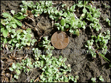 Seedlings