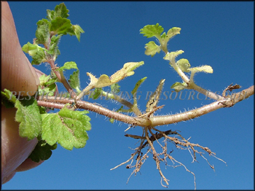 Stem rooting