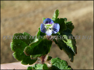 Foliage, Flower