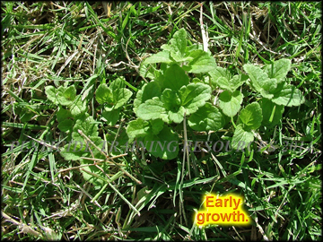Early Growth