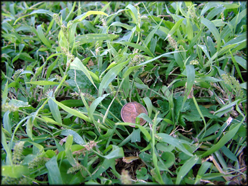 Foliage