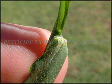 Leaf Hairs