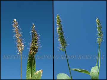 Inflorescense