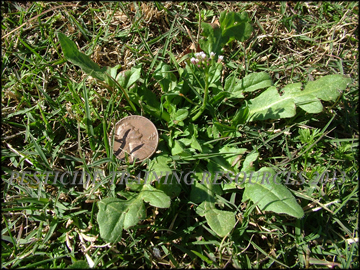 Plant in Turf