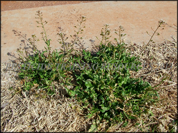 Plants in Turf