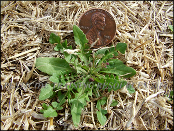 Seedling