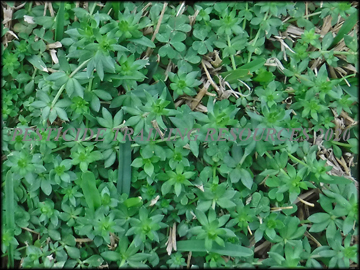 Foliage