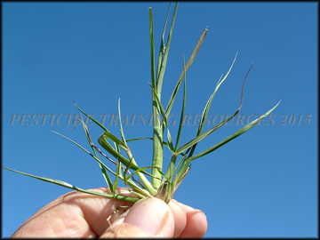 Foliage
