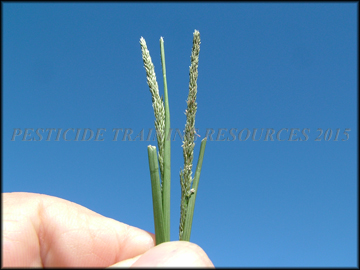 Inflorescence