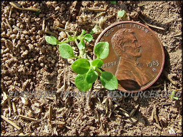 Small Plant