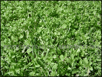Foliage