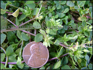 Foliage