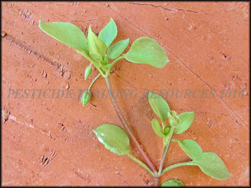 Foliage