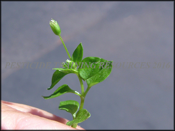 Foliage