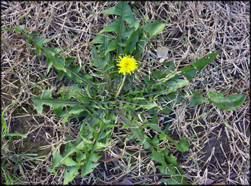 Plant