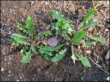 Seedlings