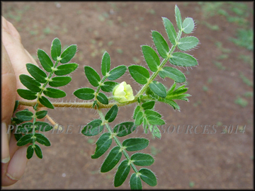 Foliage