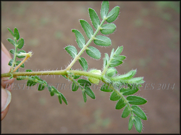 Foliage