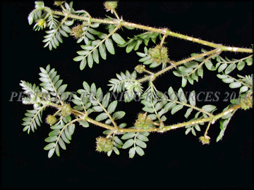 Foliage and Fruit