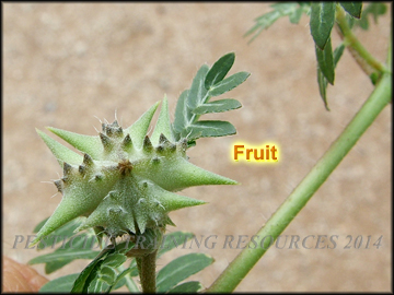 Fruit