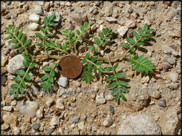 Seedling