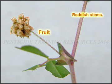 Fruit