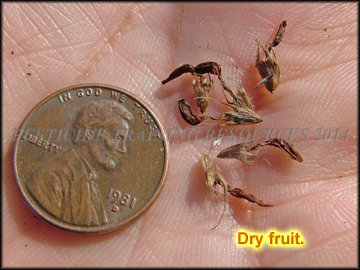 Fruit