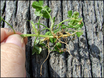 Stolon with Roots