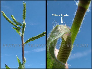 inflorescence, ligule