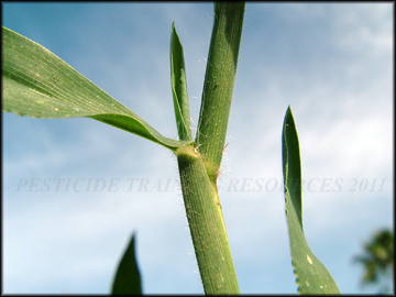 Foliage