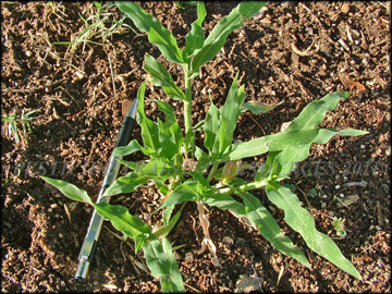 Small plant,