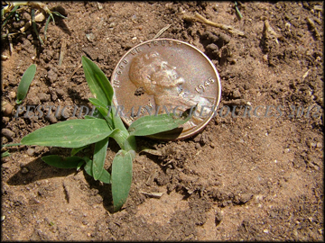 Seedling