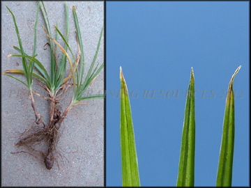 Inflorescense