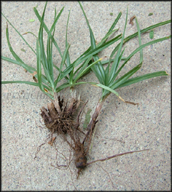 Infestation in turf