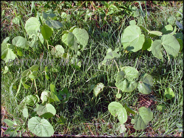 Seedlings